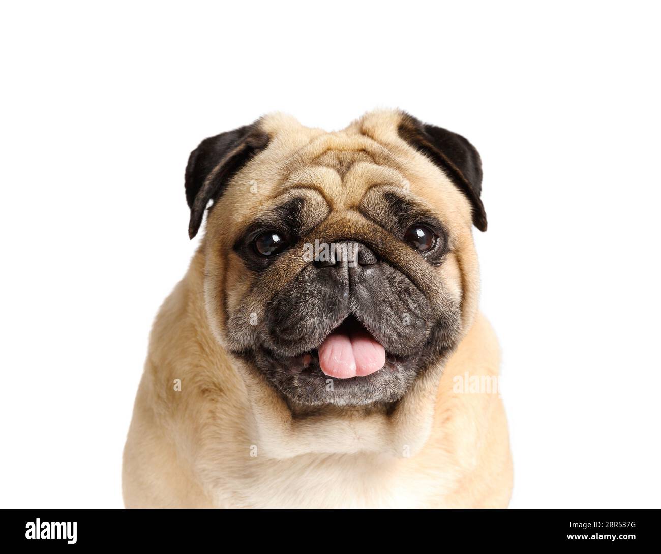 Pug puppy with his tongue out hi-res stock photography and images - Alamy