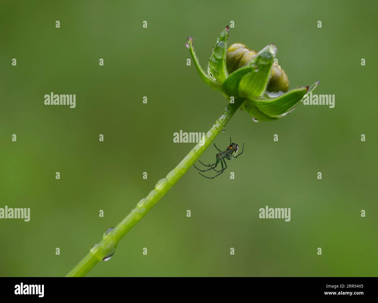 An Orchard Orbweaver (Lecauge Venusta) rests under a flower bud on a rainy Spring day. Stock Photo