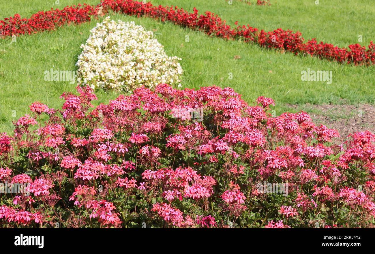 flowery garden in summer with flowerbeds with many varieties of flowering red white fuchsia and green grass Stock Photo