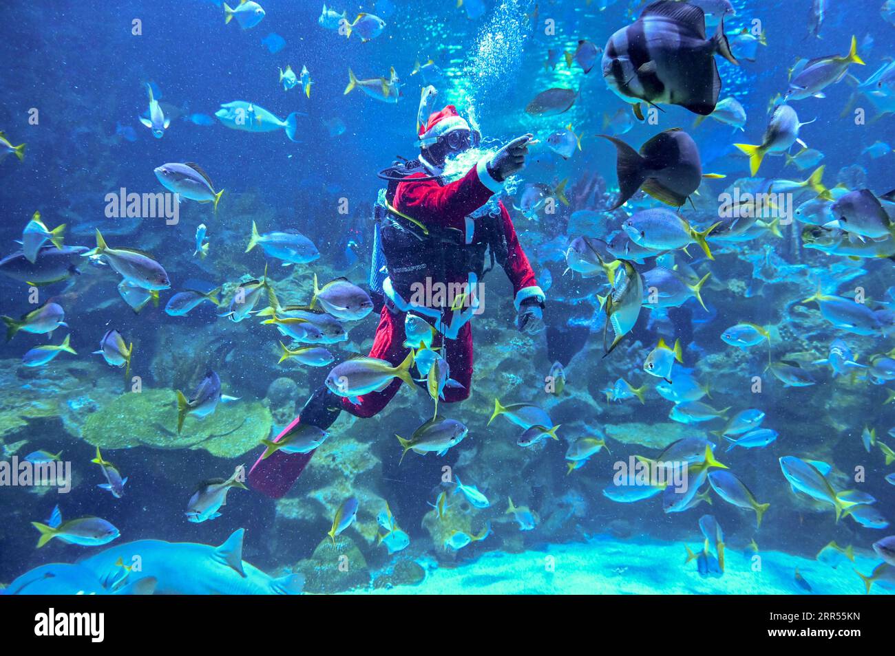201223 -- KUALA LUMPUR, Dec. 23, 2020 -- A scuba diver dressed as Santa Claus feeds fish during a performance at Aquaria KLCC aquarium in Kuala Lumpur, Malaysia, Dec. 23, 2020. Photo by /Xinhua MALAYSIA-KUALA LUMPUR-AQUARIUM-SANTA CLAUS ChongxVoonxChung PUBLICATIONxNOTxINxCHN Stock Photo