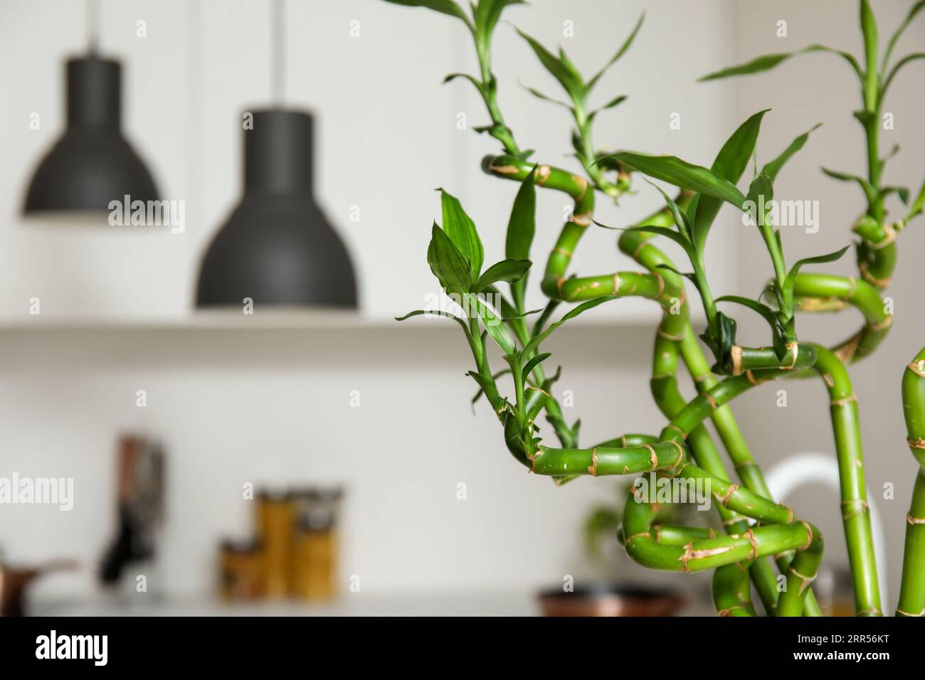 Lucky bamboo in a kitchen hi-res stock photography and images - Alamy