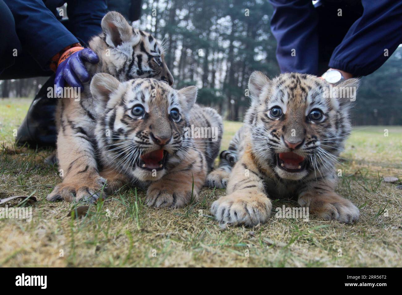 Two baby tigers hi-res stock photography and images - Alamy, image size:1300x956