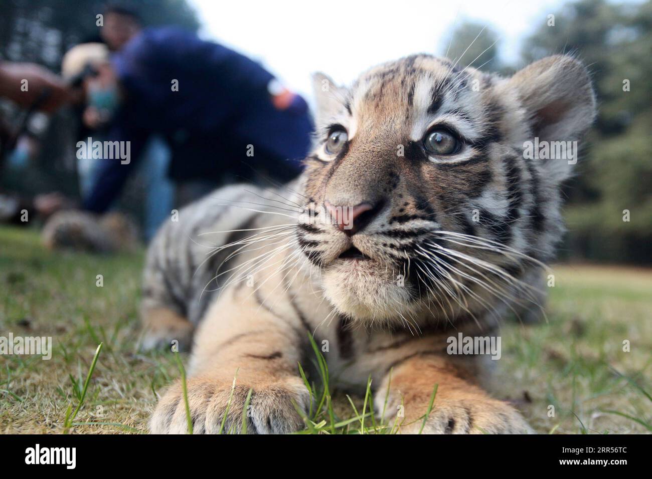 Triplets baby hi-res stock photography and images - Page 3 - Alamy, image size:1300x956