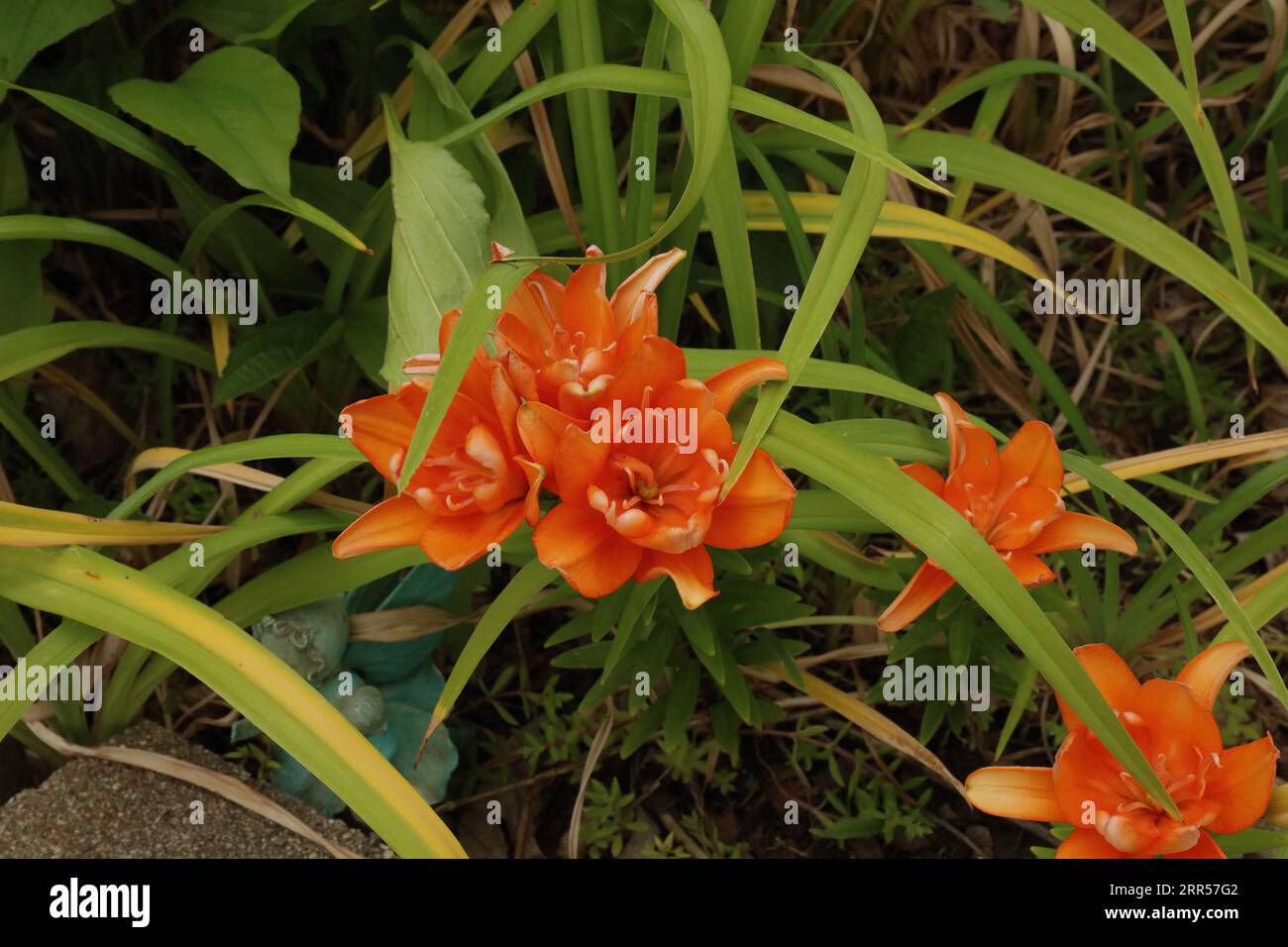 Tiny double you lily hi-res stock photography and images - Alamy