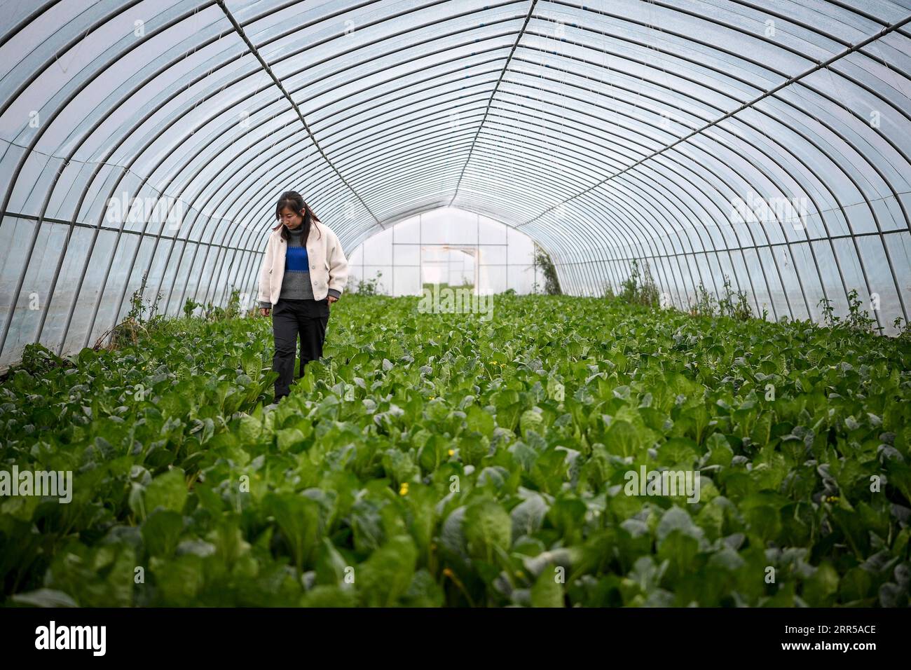 I coo coo a hi-res stock photography and images - Alamy