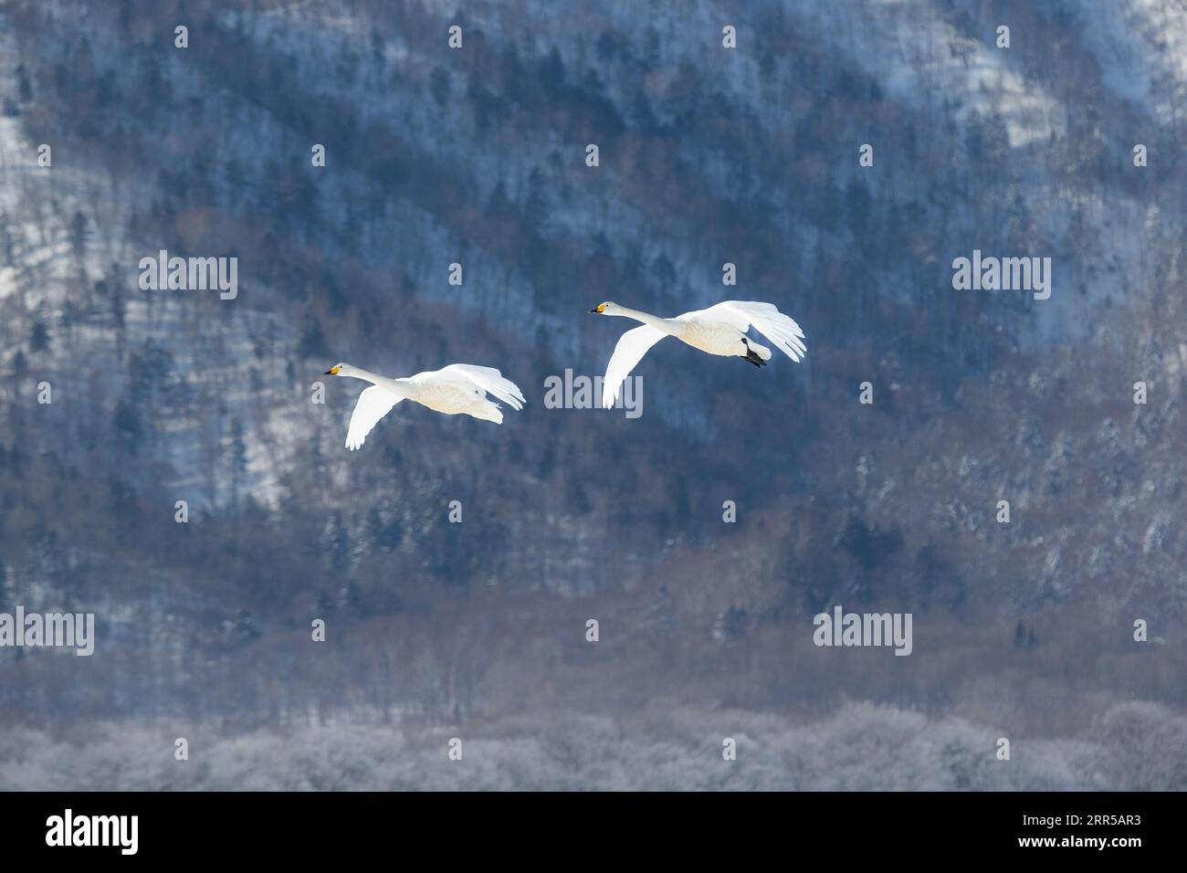 Whooper Swans (Cygnus cygnus), 2 birds in flight. Animals in mid-air against mountain view. Lake Kussharo, Hokkaido, Japan Stock Photo