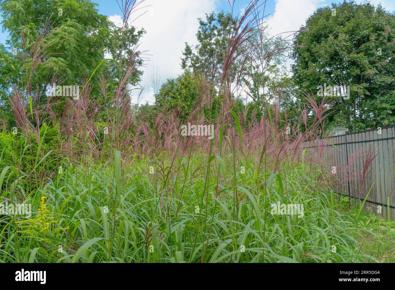 View of reed zebra grass plant swaying in light breeze Stock Photo