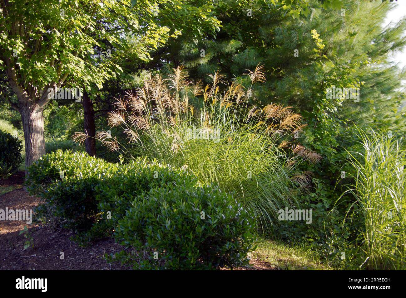 Beautiful Landscape Design With Blooming Maiden Hair Grass Stealing The   Beautiful Landscape Design With Blooming Maiden Hair Grass Stealing The Show Among Deciduous And Evergreen Trees And A Hedge In Summertime 2RR5EGH 