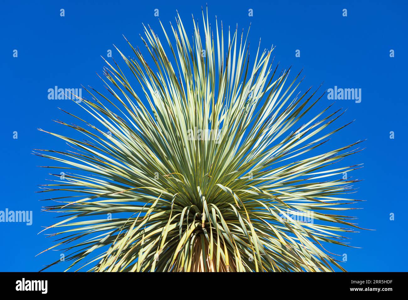 Indian Wells, California, USA. Large yucca plants in the desert. Stock Photo