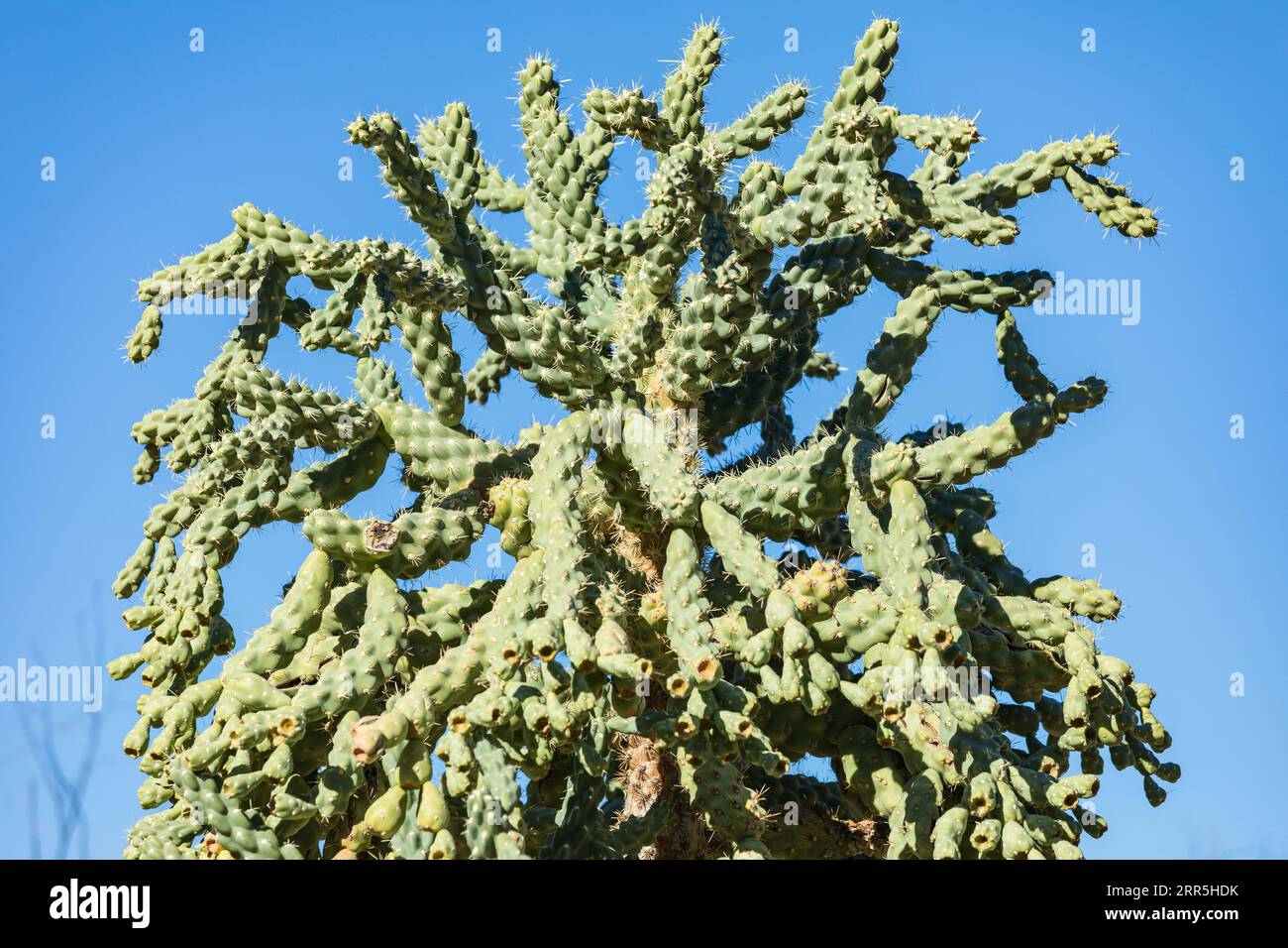 Indian Wells, California, USA. Large and thick green cactus. Stock Photo