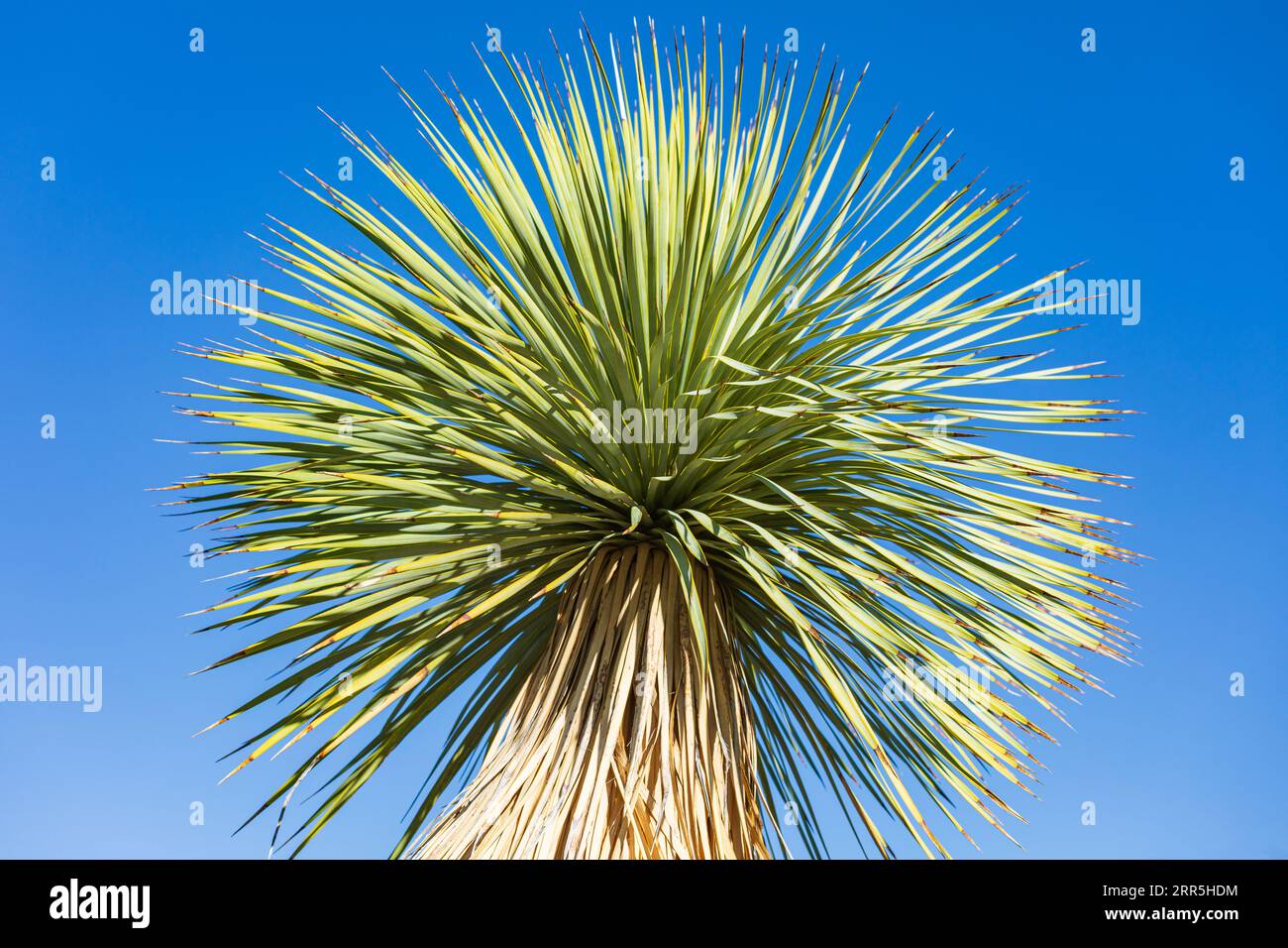 Indian Wells, California, USA. Large yucca plants in the desert. Stock Photo