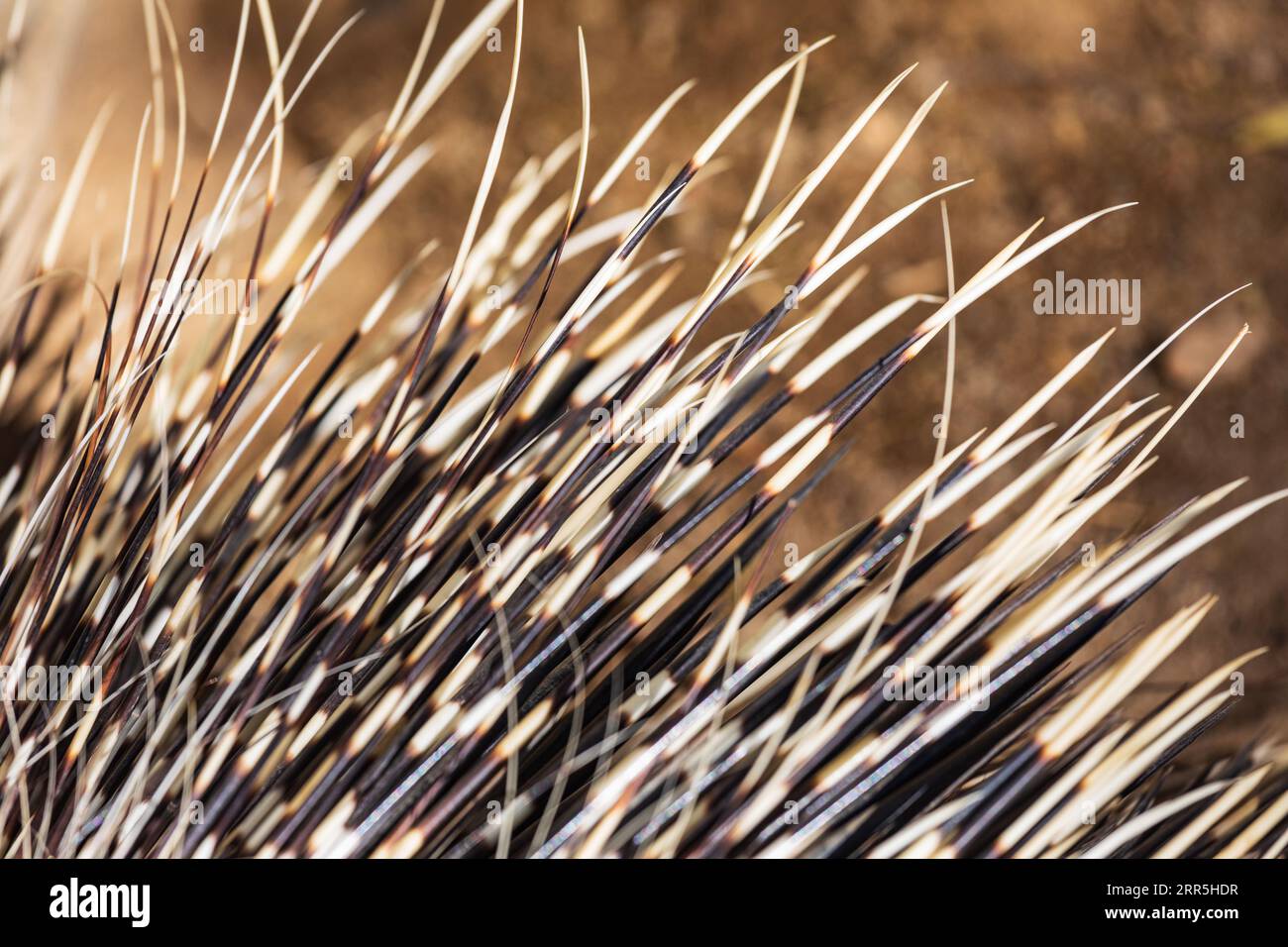 Indian Wells, California, USA. Close up of porcupine quills. Stock Photo