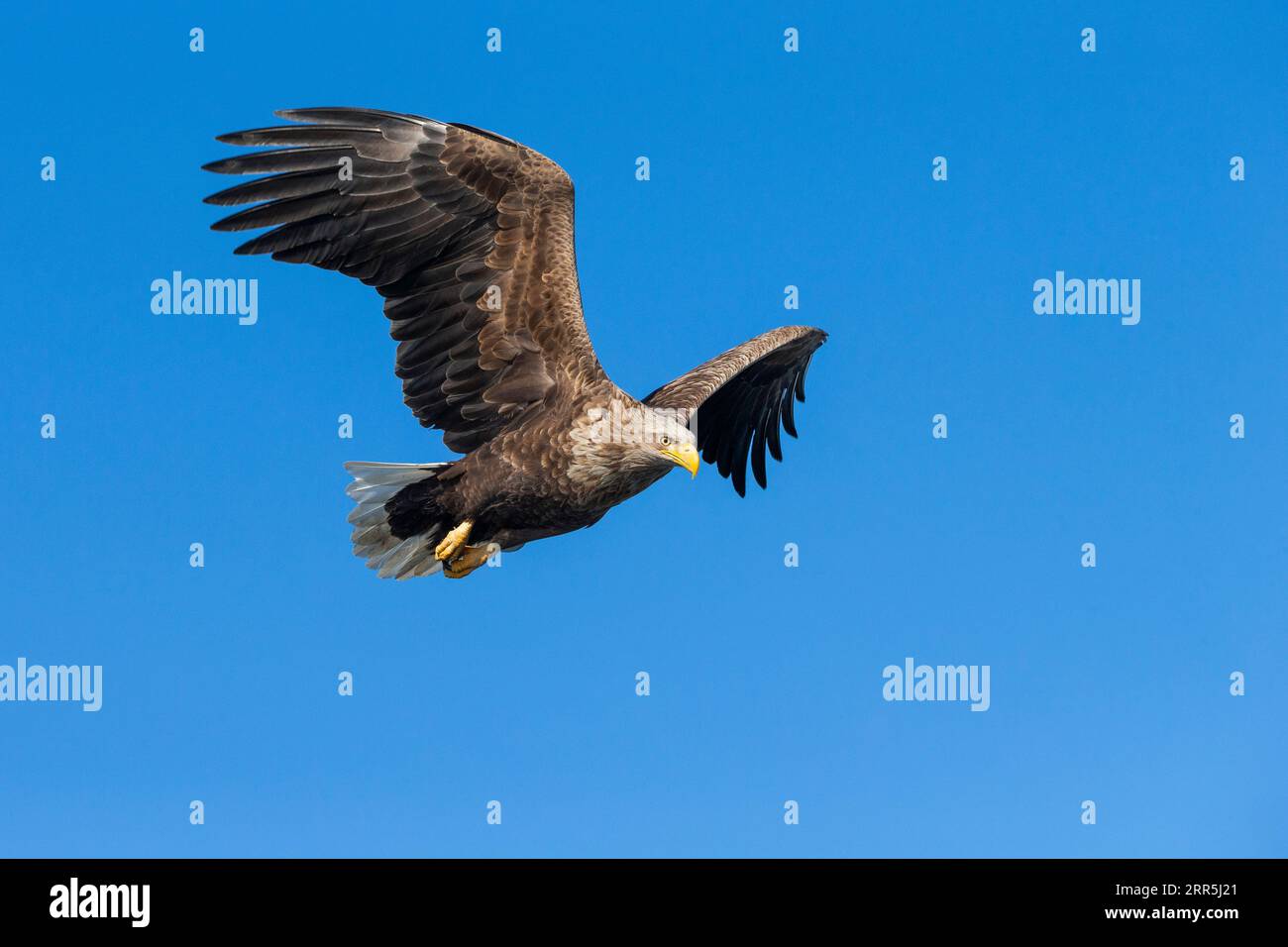 White tailed Eagle in flight above the Japanese ocean. Hokkaido island ...