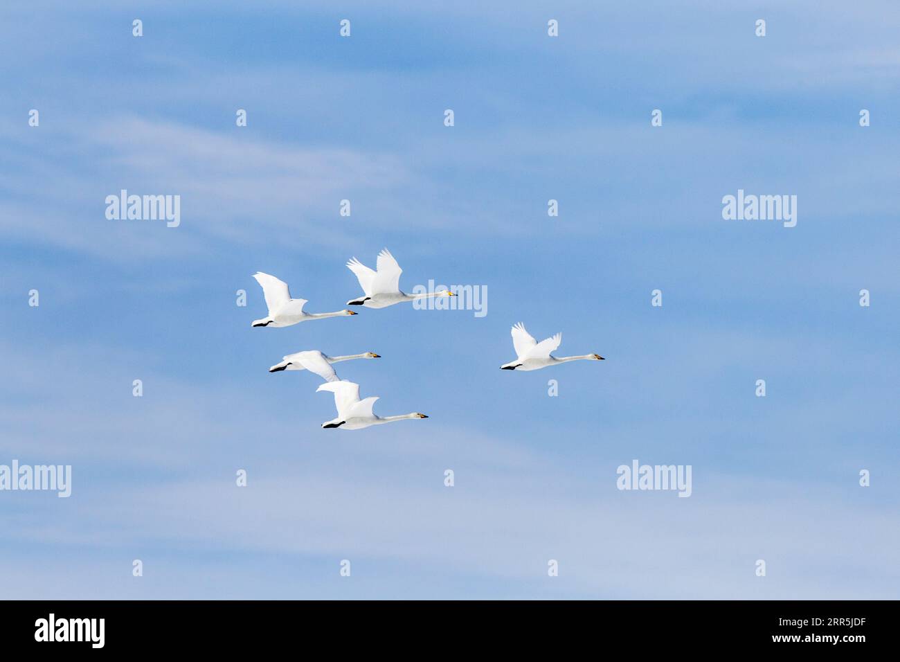 Whooper Swans (Cygnus cygnus), flock in flight. Group of 5 birds in mid-air against blue sky with clouds. Lake Kussharo, Hokkaido, Japan Stock Photo