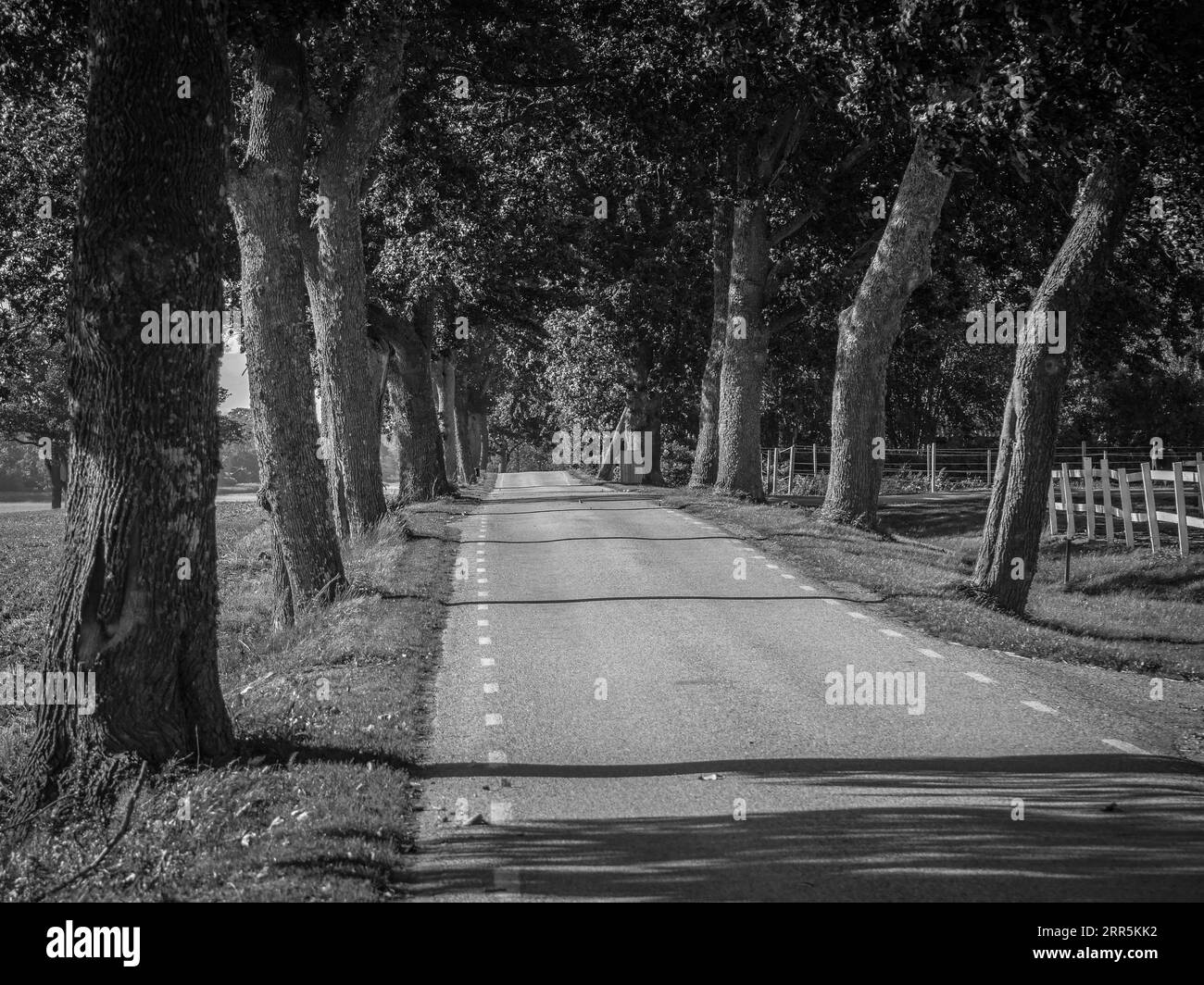 Empty road along trees in black and white Stock Photo - Alamy