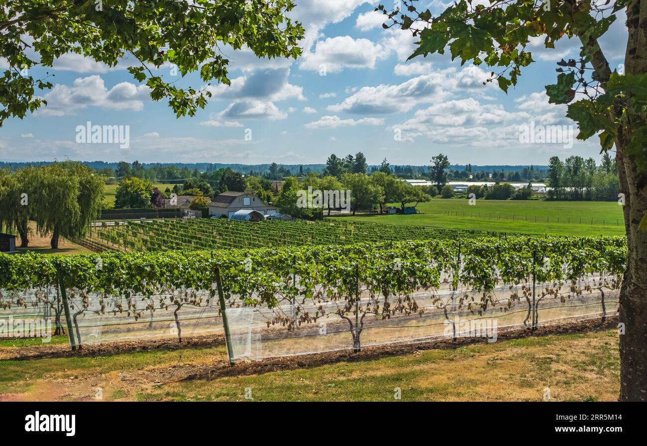 Vineyard ready for Grape harvest. Grape fields in British Columbia organic farming. Vineyard rows in a summer day, agriculture, farming business. Vine Stock Photo