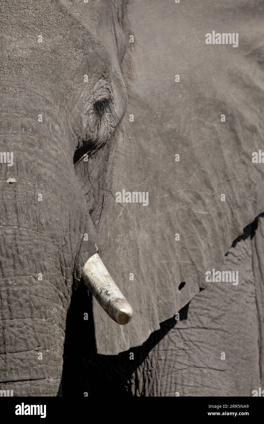 A side profile of an African Elephants face showing long eyelashes, eye, trunk and thick skin