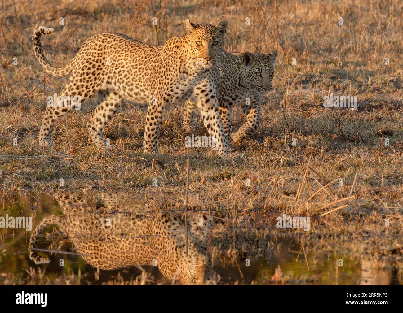 A mother and cub leopard walk along the side of a waterway in golden ...