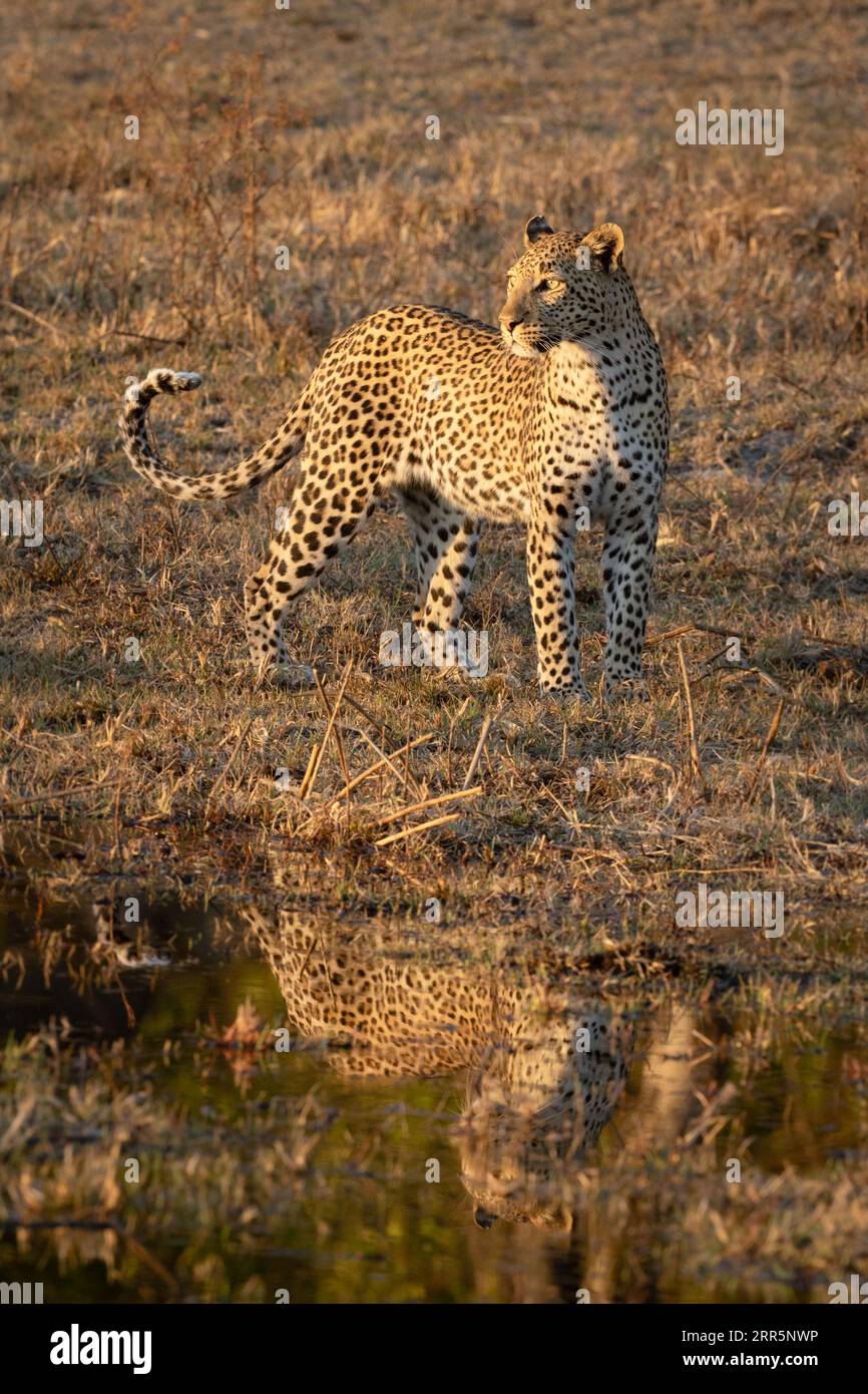 A lone beautiful leopard is reflected in the water as it hunts in ...