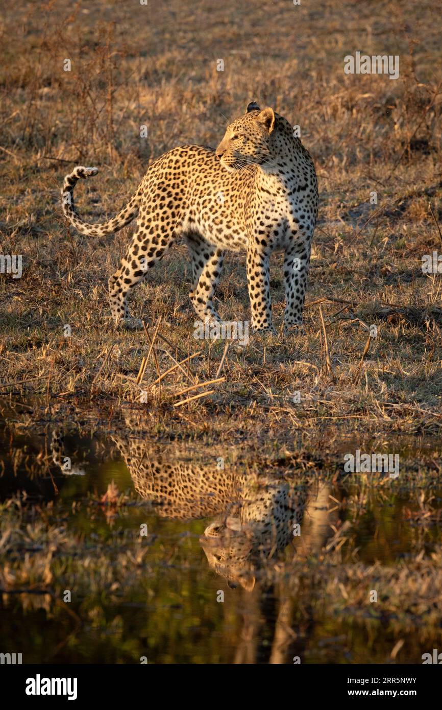 A lone beautiful leopard is reflected in the water as it hunts in ...