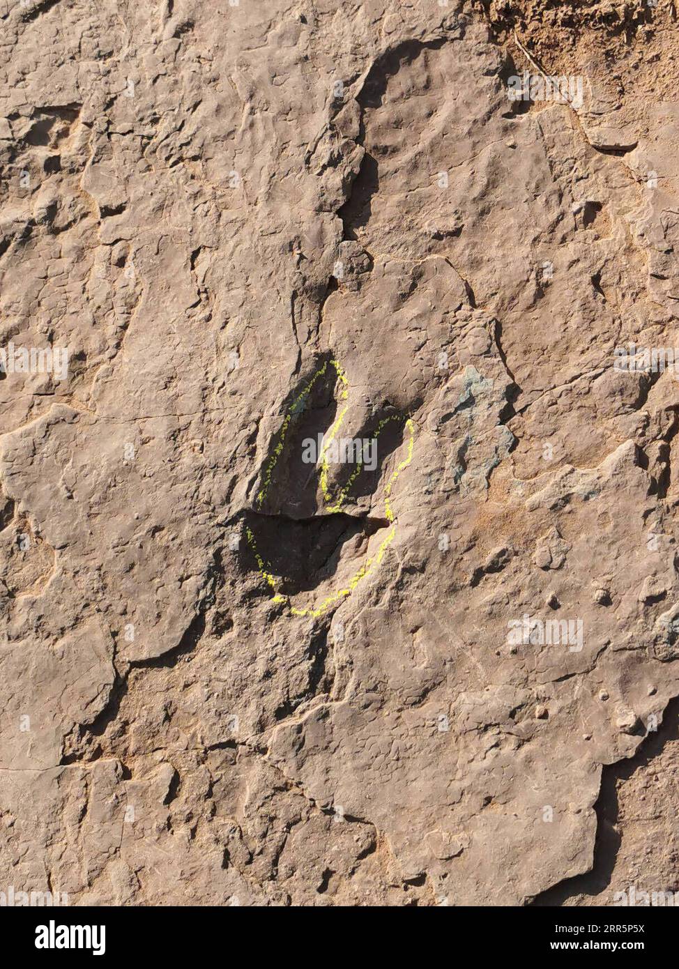 210112 -- FUZHOU, Jan. 12, 2021  -- A dinosaur footprint is seen at Longxiang Village, Lincheng Township, Shanghang County, southeast China s Fujian Province, Nov. 9, 2020. A team of Chinese paleontologists has identified more than 240 fossilized dinosaur footprints in east China s Fujian, the first traces of dinosaur activity found in the province. The dinosaur track site in Shanghang County, covering an area of about 1,600 square meters, is the largest and the most diverse such site discovered in China dating back to the Upper Cretaceous period, according to scientists. The 80-million-year-o Stock Photo