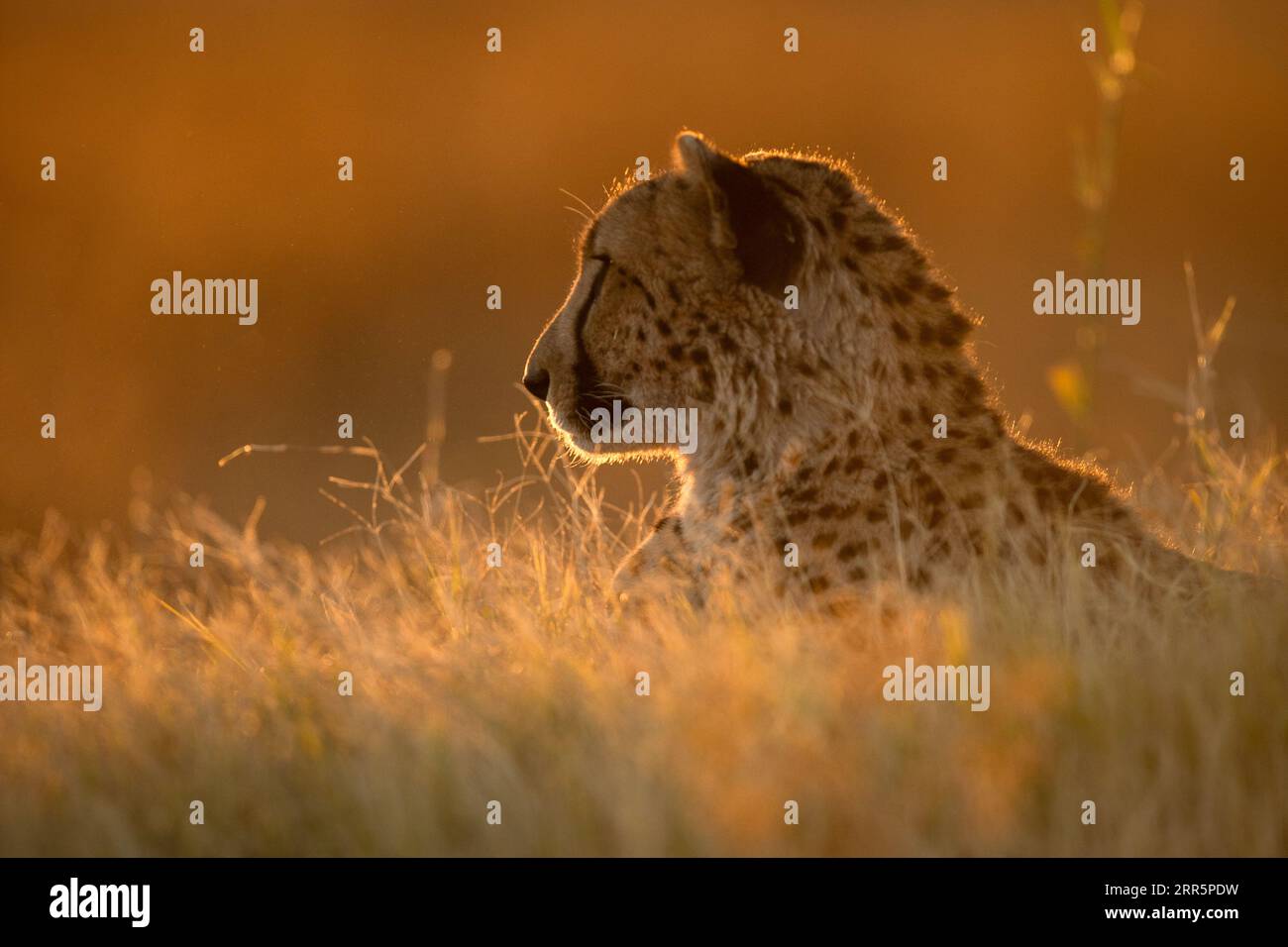 Rainbow cheetah hi-res stock photography and images - Alamy