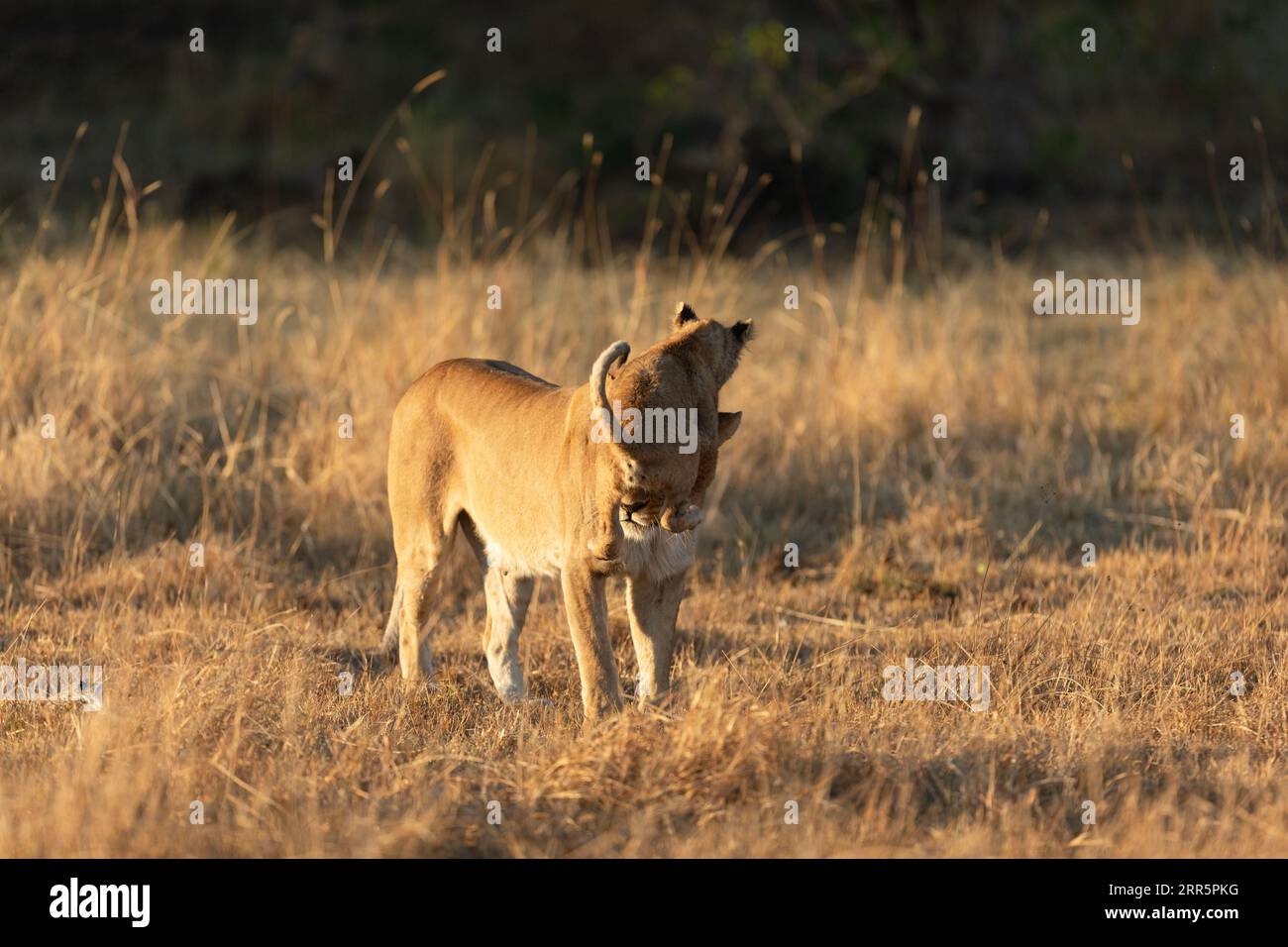 A lioness plays with her young cub in the open savannah of the Okavango Delta. Botswana. Stock Photo
