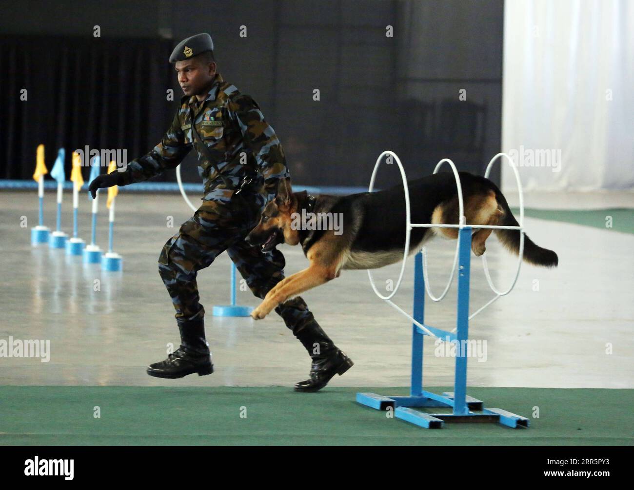 210113 -- COLOMBO, Jan. 13, 2021 -- A sniffer dog led by its trainer performs hoop-hopping at the Sri Lanka Air Force SLAF Base in Katunayake, Sri Lanka, Jan. 13, 2021. A group of 20 dogs under the SLAF Dog Unit attended the pass ceremony on Wednesday. They were specially trained as sniffer dogs for detecting of drug trafficking, and would be deployed at airports in the country. Photo by /Xinhua SRI LANKA-COLOMBO-SNIFFER DOG-PASS CEREMONY AjithxPerera PUBLICATIONxNOTxINxCHN Stock Photo