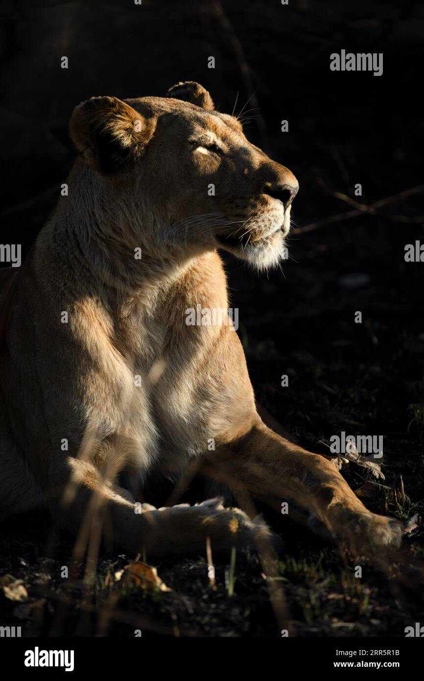 A lioness savours the warm morning rays on a cold morning in the Kanana concession, Okavango Delta, Botswana. Stock Photo