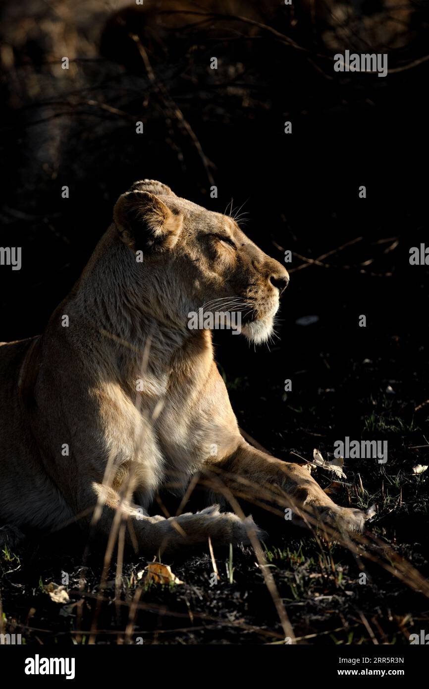 A lioness savours the warm morning rays on a cold morning in the Kanana concession, Okavango Delta, Botswana. Stock Photo