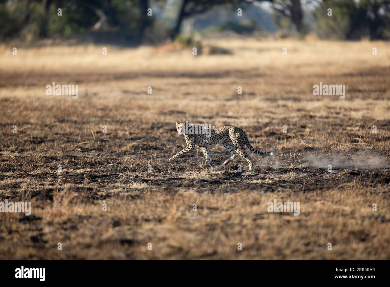 A slender and fast Cheetah makes its way across an open plain as it hunts in the wooded areas of the Okavango Delta, Botswana. Stock Photo
