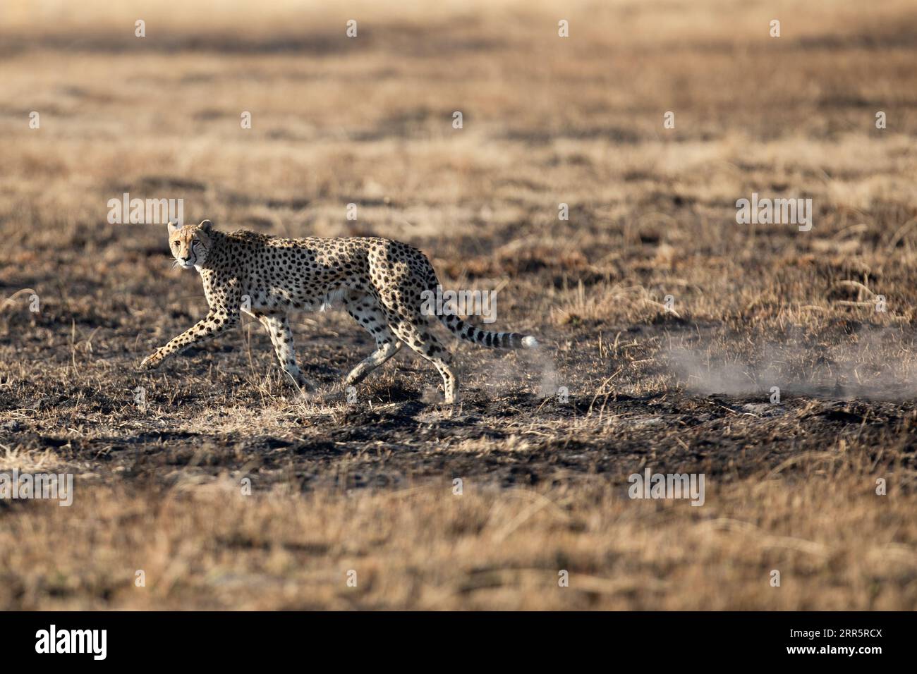 A slender and fast Cheetah makes its way across an open plain as it hunts in the wooded areas of the Okavango Delta, Botswana. Stock Photo