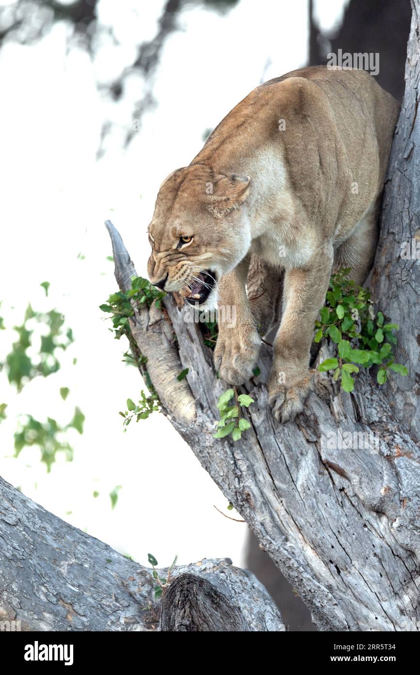 A lioness hides from a clan oh Hyena's, snarling and baring her teeth in a tree in the Kanana concession of the Okavango Delta. Stock Photo