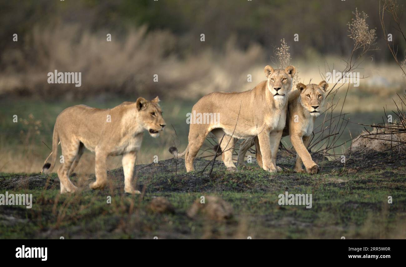 Three lionesses survey the open savannah on a hunting mission in the Kanana concession of the Okavango Delta, Botswana. Stock Photo