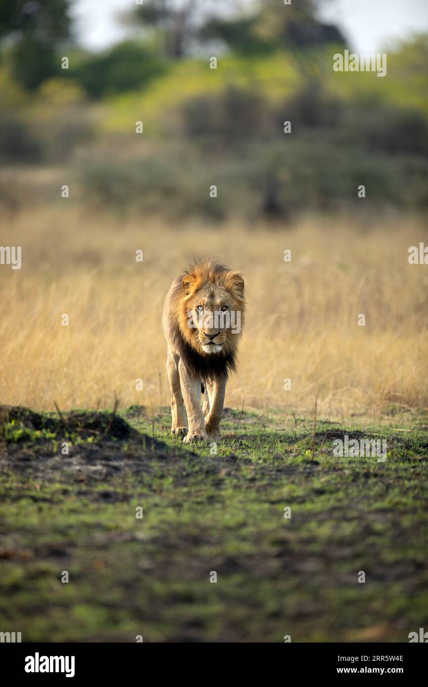 A strong male lion walks through open savannah in the Okavango Delta, Botswana. He along with his pride later caught a warthog for a small morning mea Stock Photo