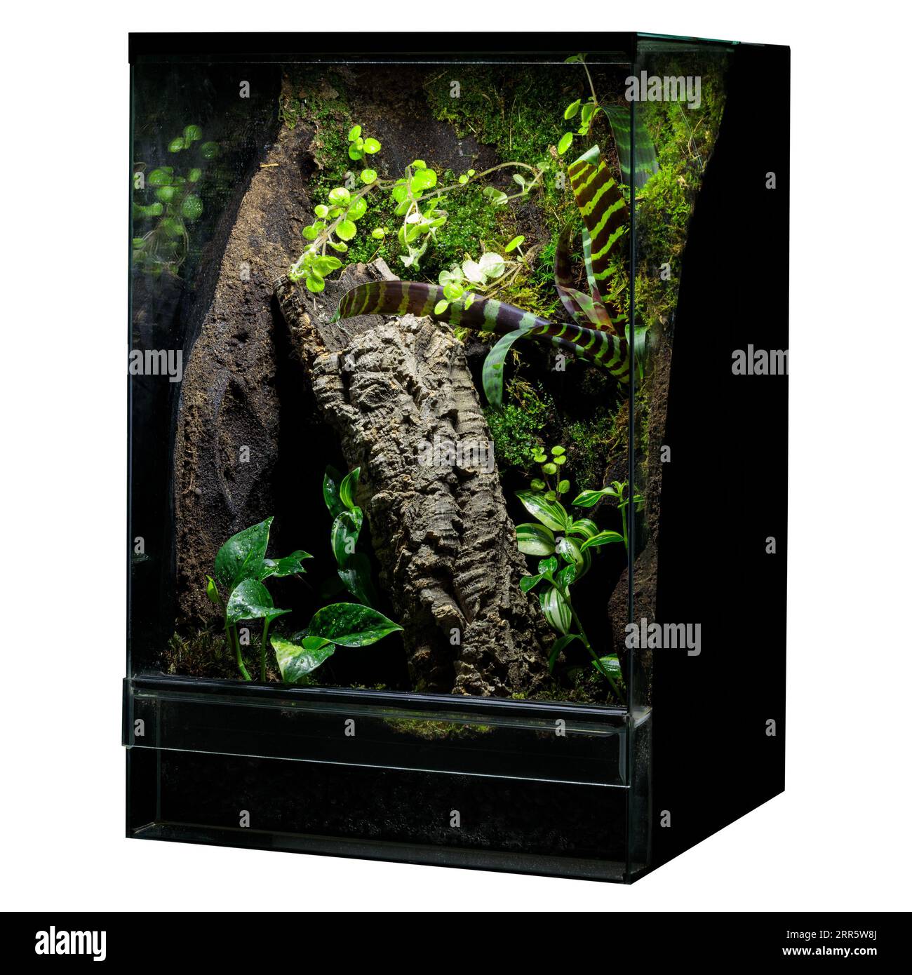 Glass terrarium Cut Out Stock Images & Pictures - Alamy