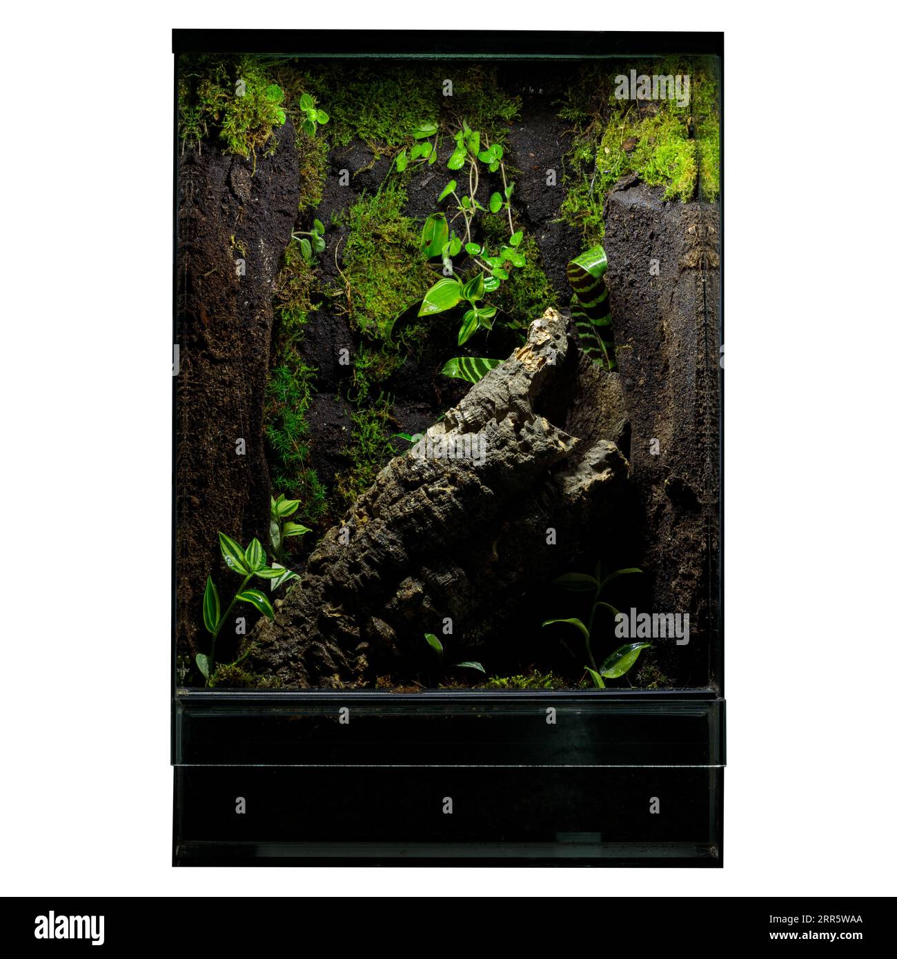 Highlighted Greenery Terrarium A Reptile Display Case Stock Photo Alamy
