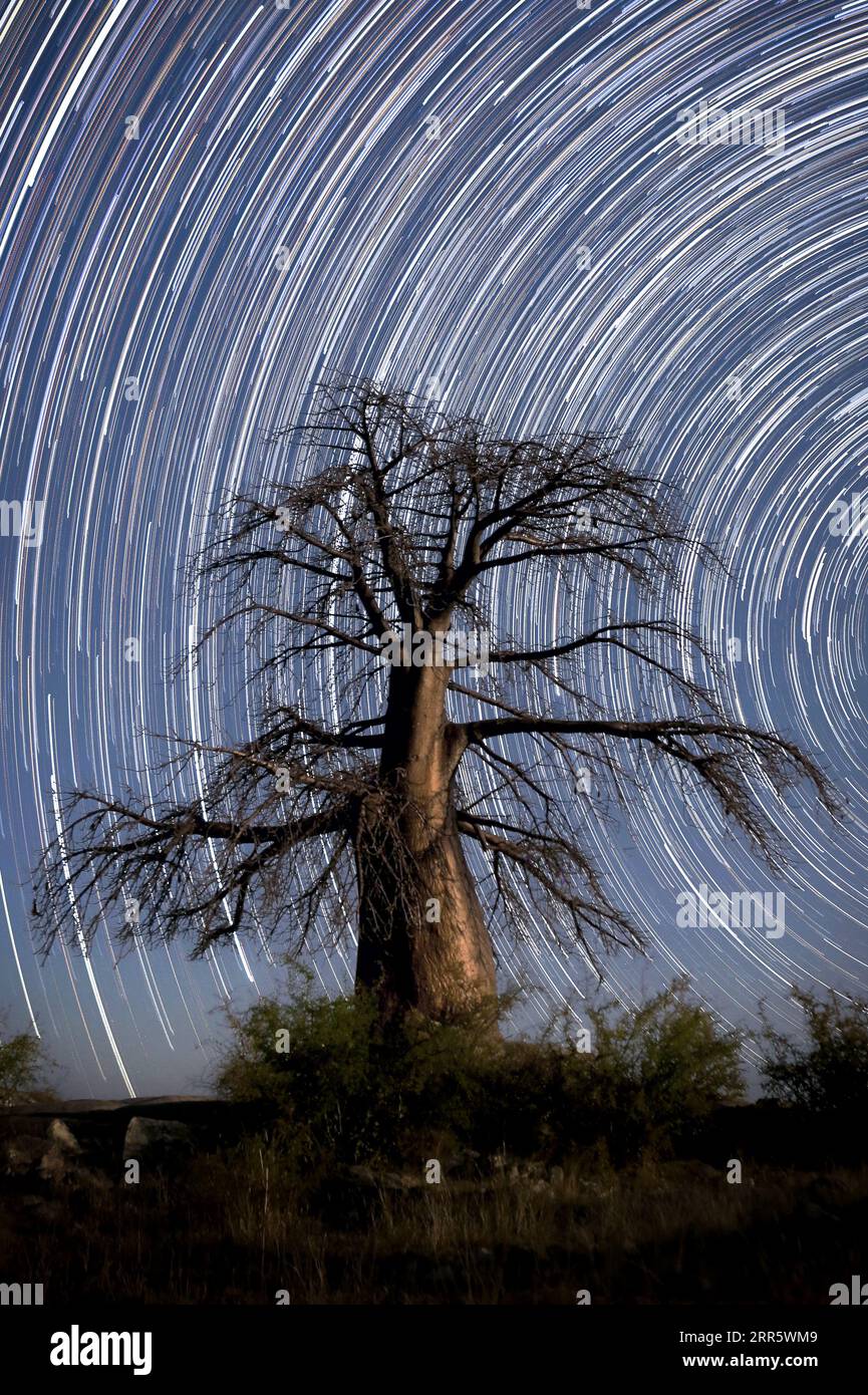 A Baobab tree stands tall under the spiralling galaxy in a long exposure star trail on Lekhubu Island, Botswana. Stock Photo