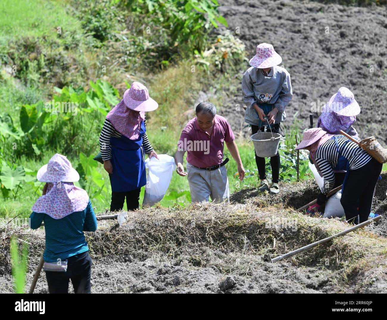 210120 -- RONGSHUI, Jan. 20, 2021 -- Lan Shengkui 3rd L and villagers plant red sorghum at Wuying Village, which lies on the border between south China s Guangxi Zhuang Autonomous Region and southwest China s Guizhou Province, July 4, 2020. Wuying Village suffers from harsh environment and low agricultural yields, making it one of the most impoverished counties in Guangxi. In the summer of 2020, Lan Shengkui, a retired agricultural expert in variety improvement from Liuzhou Agricultural Science Institute, has come up with red sorghum, a crop that has strong tolerance to drought and barren soil Stock Photo