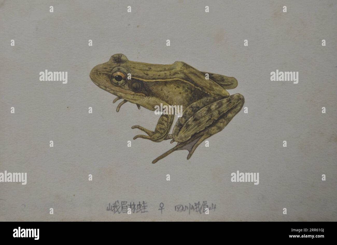 210121 -- CHENGDU, Jan. 21, 2021 -- Photo taken on Jan. 20, 2021 shows a picture of a kind of frog drawn by Fei Liang and Ye Changyuan which they discovered in 1992 in southwest China s Sichuan Province. Fei Liang, 84 years old, and Ye Changyuan, 82, are both researchers at the Chengdu Institute of Biology of the Chinese Academy of Sciences CAS. The elder couple have been doing herpetological research for 60 years. Due to the need of their work, they often had to stay in the wild for more than half a year. Among the 117,000 samples displayed inside the Herpetological Museum of the Chengdu Inst Stock Photo