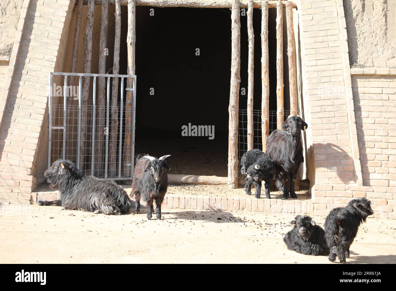 210121 -- LANZHOU, Jan. 21, 2021 -- Black goat rest at a farm of the black goat breeding cooperative in Wangwan Village of Zhenyuan County in Qingyang City, northwest China s Gansu Province, Jan. 21, 2021. Zhenyuan County has turned abandoned cave dwellings into goat sheds in recent years.  CHINA-QINGYANG-GOAT-BREEDINGCN MaxSha PUBLICATIONxNOTxINxCHN Stock Photo