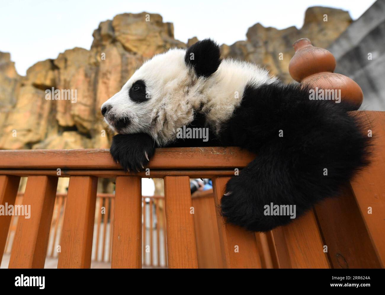 210122-xi-an-jan-22-2021-a-giant-panda-cub-plays-at-the