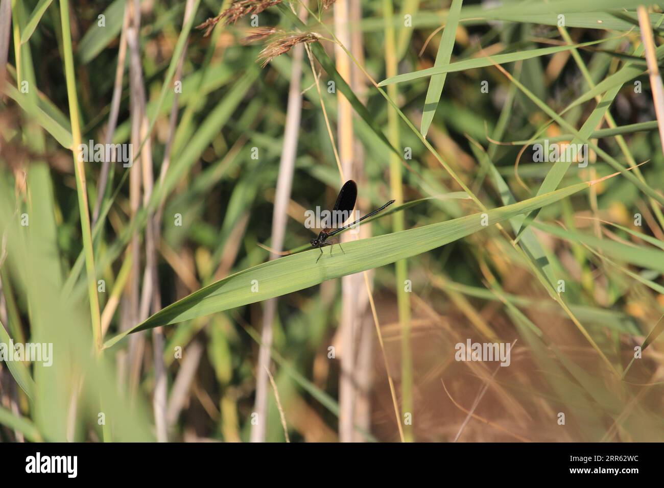 Hoja de animales hi-res stock photography and images - Alamy