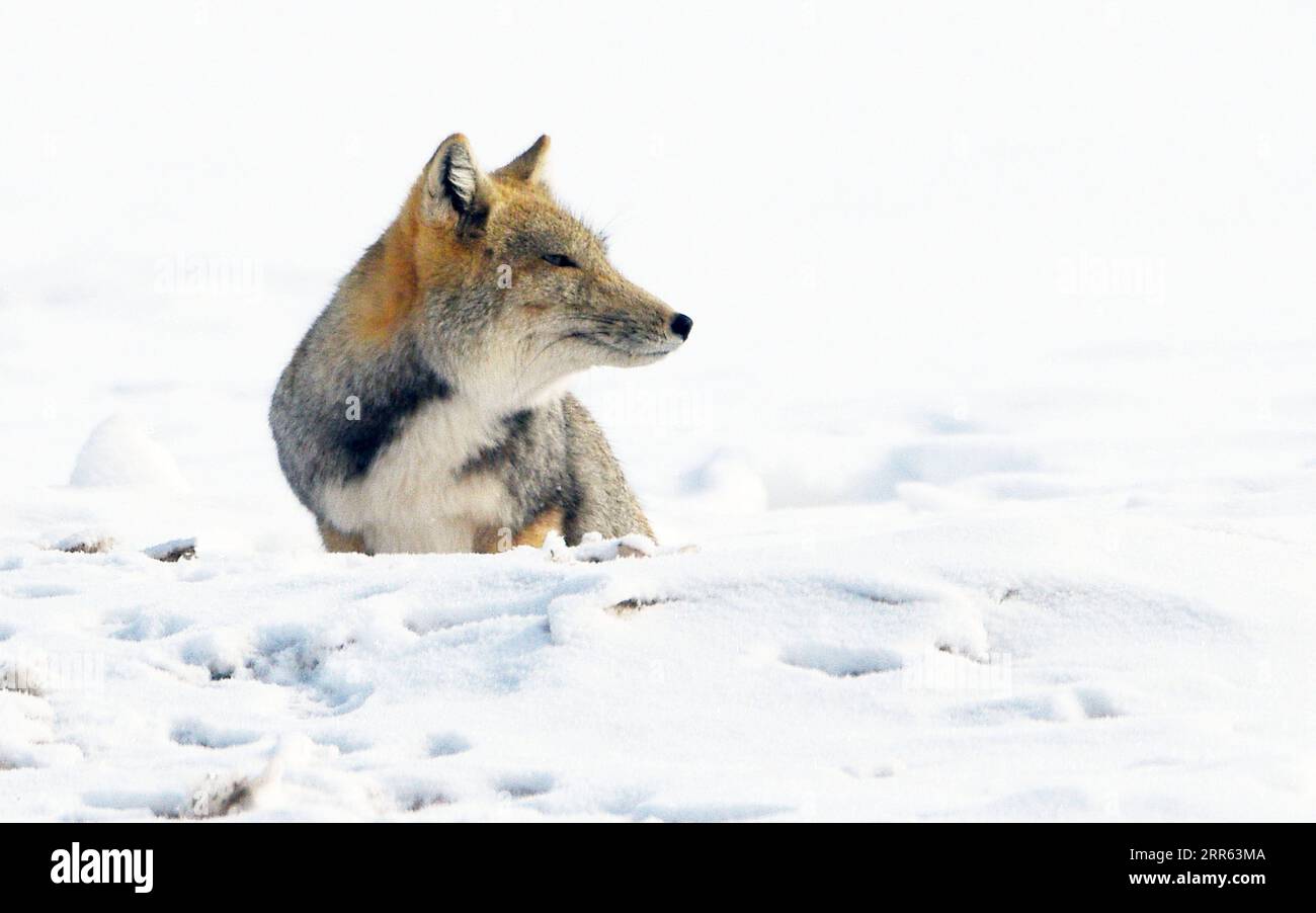 210124 -- JIUQUAN, Jan. 24, 2021 -- A Tibetan fox is pictured after snow in Aksay Kazakh Autonomous County, Jiuquan, northwest China s Gansu Province, Jan. 23, 2021. Photo by /Xinhua CHINA-GANSU-WILDLIFE-TIBETAN FOX CN GaoxHongshan PUBLICATIONxNOTxINxCHN Stock Photo