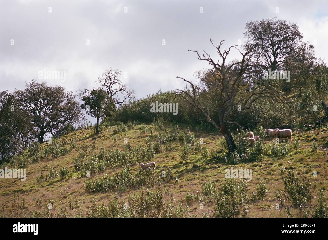 Grazing sheep on hillside, Monchique, Portugal Stock Photo