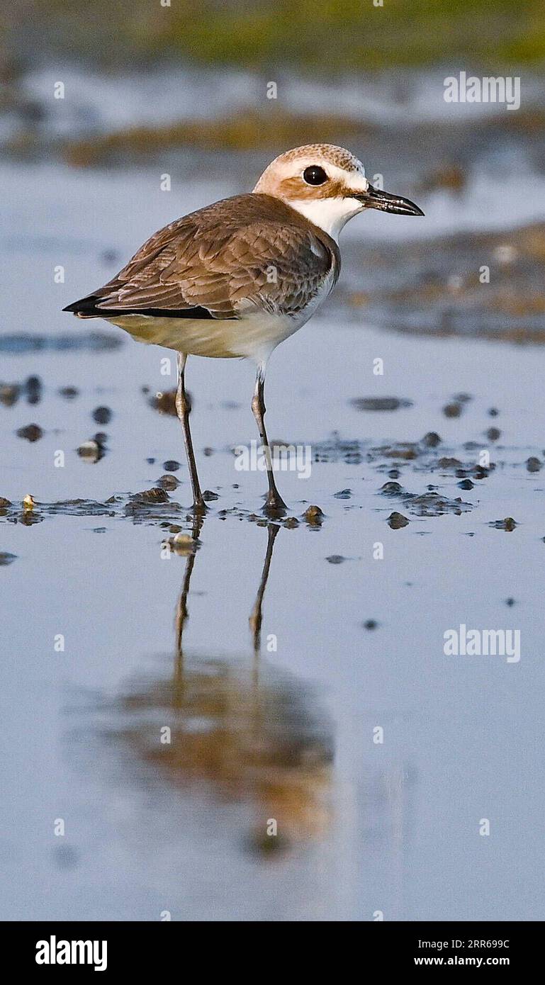 210201 -- HAIKOU, Feb. 2, 2021 -- A greater sand plover rests at Xinyingwan mangrove nature reserve in Danzhou City, south China s Hainan Province, Jan. 19, 2021. South China s Hainan Island has launched a survey of waterbirds wintering across the island, covering 50 coastal habitats of waterbirds, to better understand their species, numbers and distribution. A total of 30,700 waterbirds belonging to 65 species were recorded during the survey this year. Feb. 2 marks the 25th World Wetlands Day. Wetland in Hainan covers an area of 320,000 hectares, which provides a favorable habitat for waterbi Stock Photo