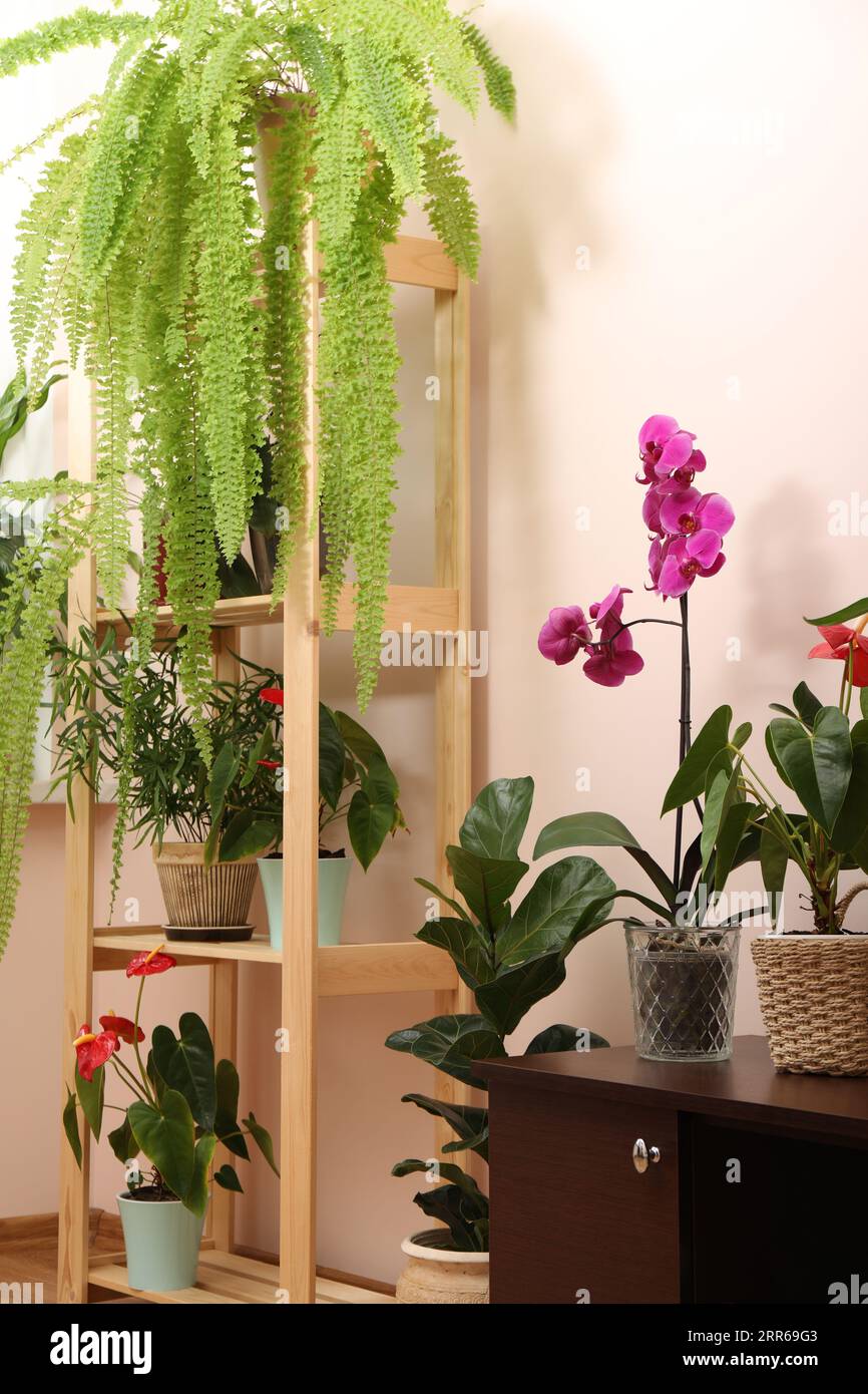 Beautiful houseplants in pots indoors. House decor Stock Photo