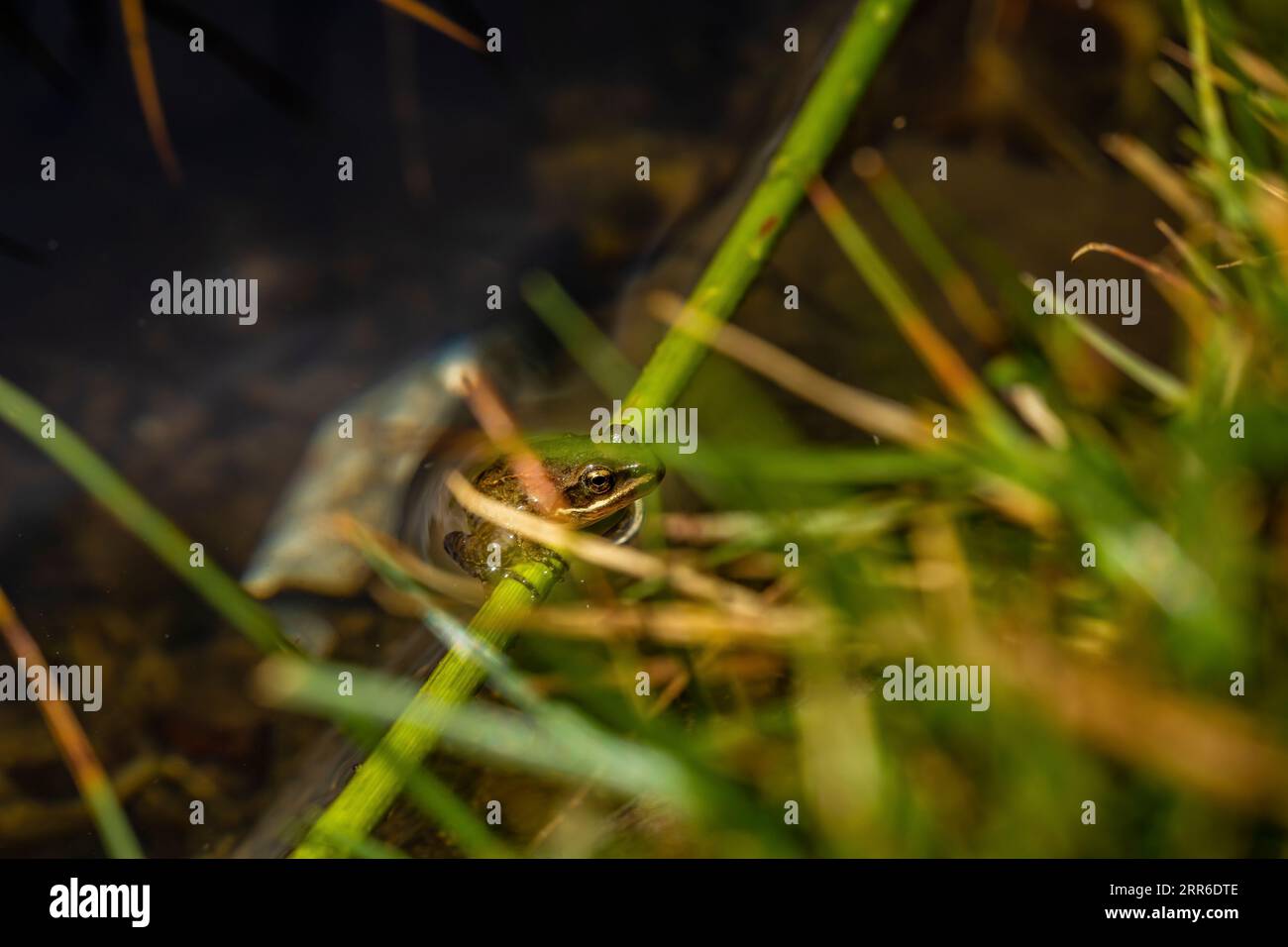 Nice frog in the nature, Erbil, Iraq Stock Photo