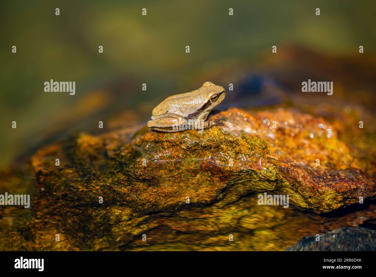 Nice frog in the nature, Erbil, Iraq Stock Photo