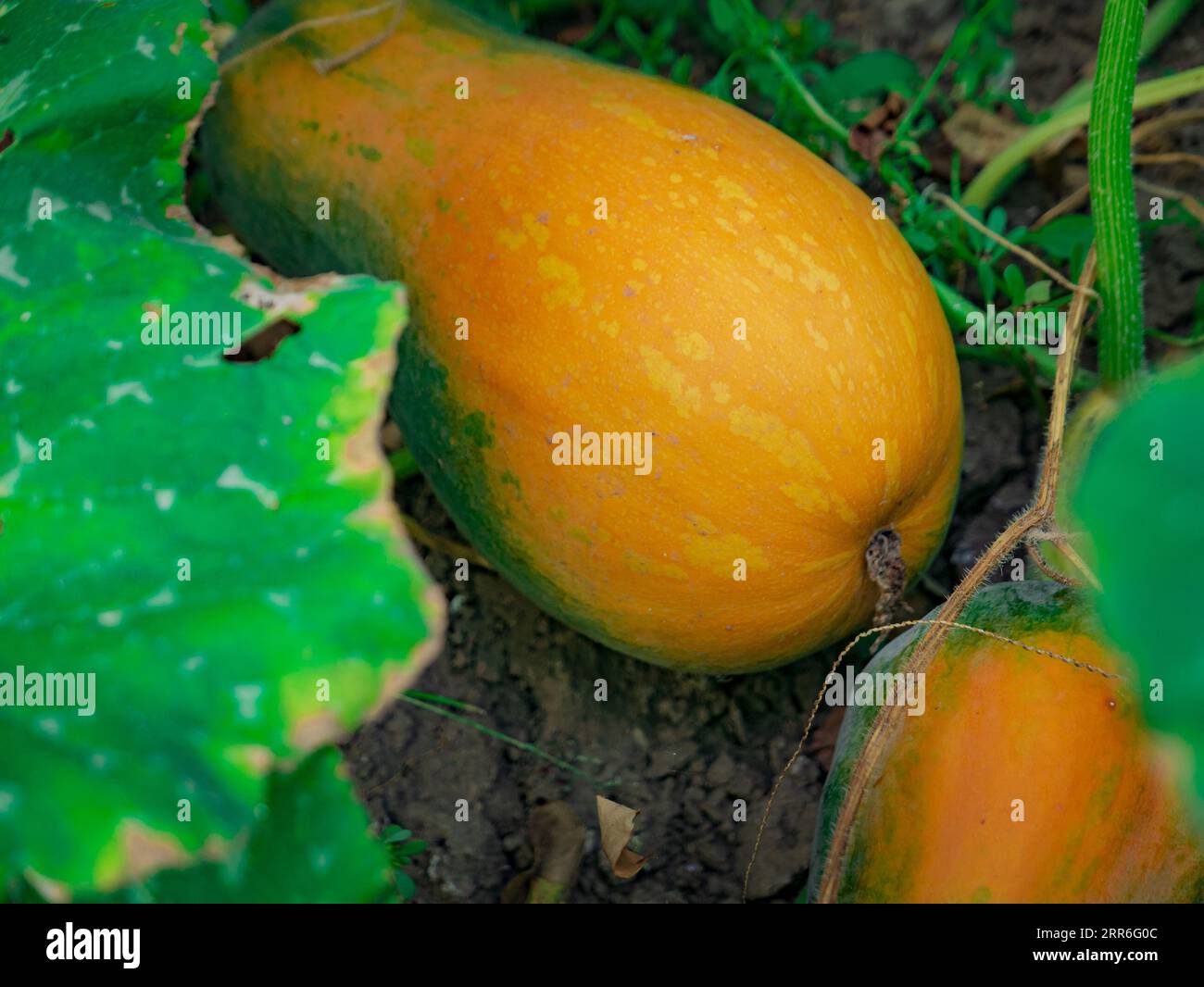 orange zucchini grow on the ground in a garden bed with green leaves